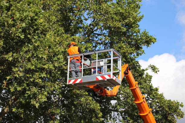 Best Tree Maintenance Programs  in Madison, FL