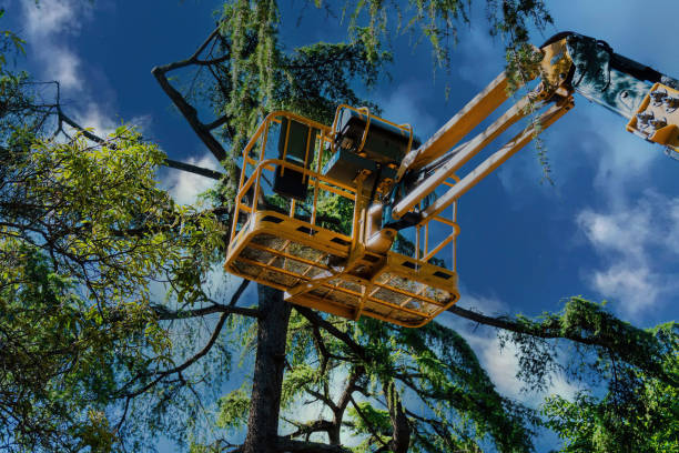 Professional Tree Removal in Madison, FL