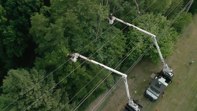 Best Tree Cabling and Bracing  in Madison, FL