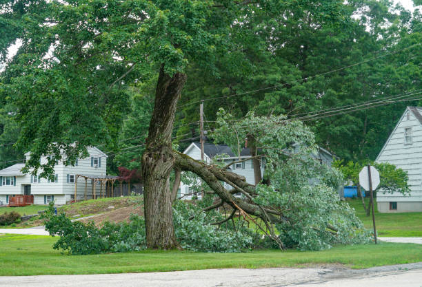 Best Tree and Shrub Care  in Madison, FL