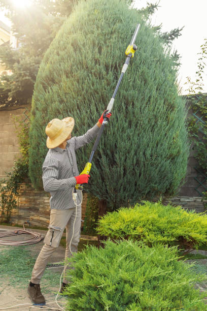 Best Lawn Edging  in Madison, FL